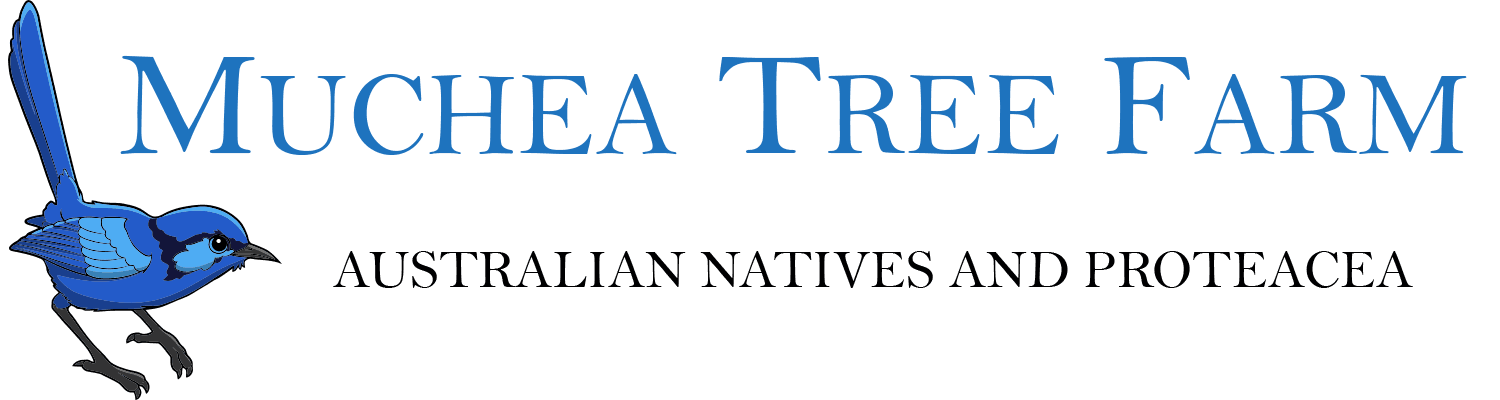 Muchea Tree Farm — Australian Natives and Proteacea